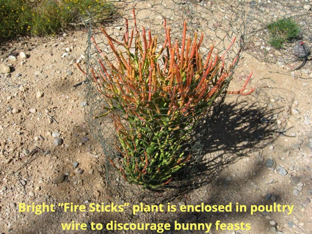 Bright Fire Sticks plant is enclosed in poultry wire to discourage bunny feasts. 