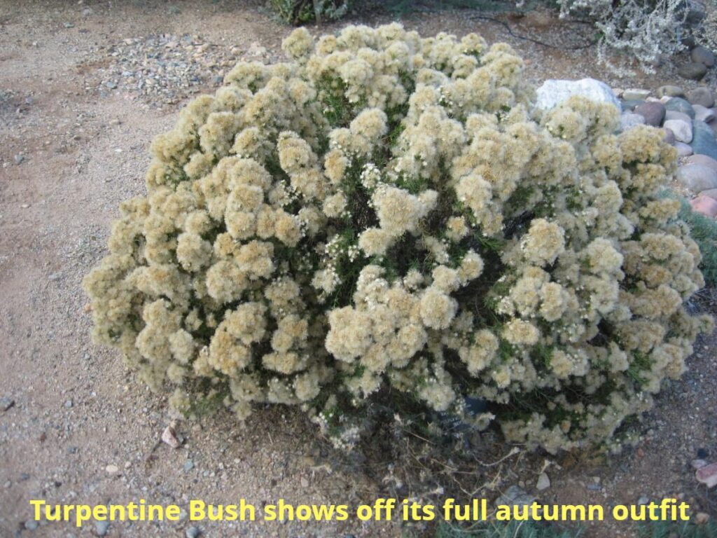 Turpentine Bush shows off its full autumn outfit. THe plant is covered in fluffy, furry tufts of off white.