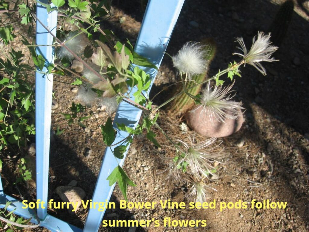 Soft furry Virgin Bower Vine seed pods follow summer's flowers.